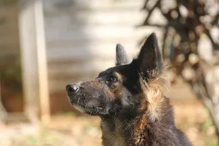 German shepherd pups