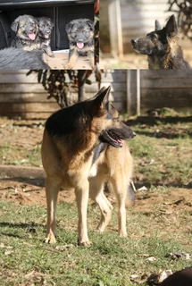 German shepherd pups