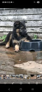 German shepherd pups
