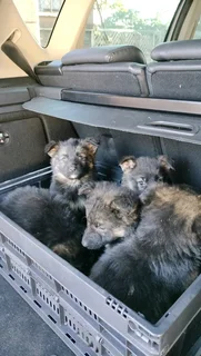 German shepherd pups