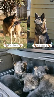 German shepherd pups