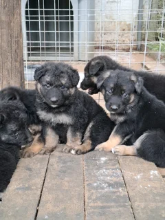 German shepherd pups