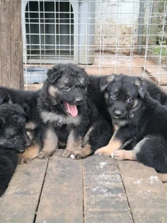 German shepherd pups