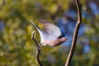 Laughing Dove 