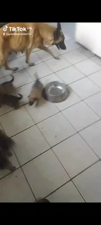 German shepard puppies