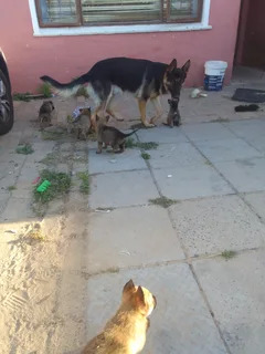 German shepard puppies