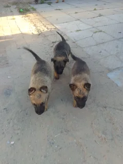 German shepard puppies