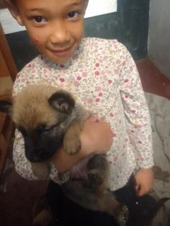 German shepard puppies