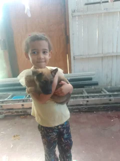 German shepard puppies