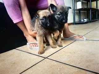 German shepard puppies