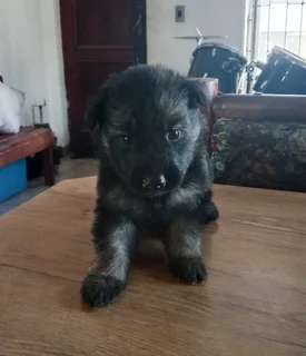 Pure bred German Shepard puppies