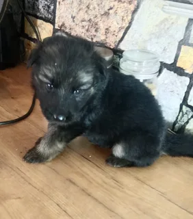 Pure bred German Shepard puppies