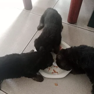 Pure bred German Shepard puppies