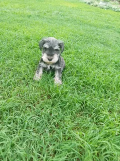 Miniature Schnauzer