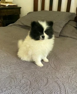 Toypoms, pomeranian