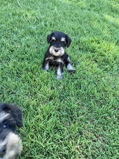 Miniature Schnauzer