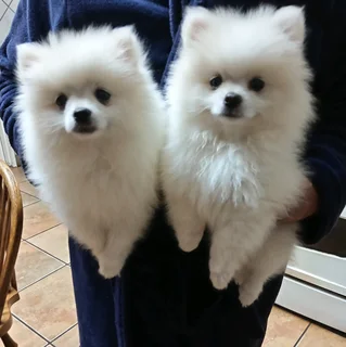 Pomeranian toypom