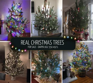 Real Christmas Trees for Sale!
