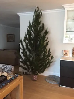 Real Christmas Trees for Sale!