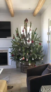 Real Christmas Trees for Sale!