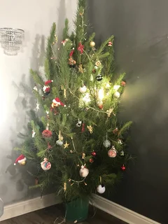 Real Christmas Trees for Sale!