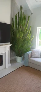 Real Christmas Trees for Sale!