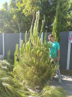 Real Christmas Trees for Sale!