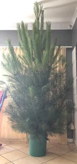 Real Christmas Trees for Sale!