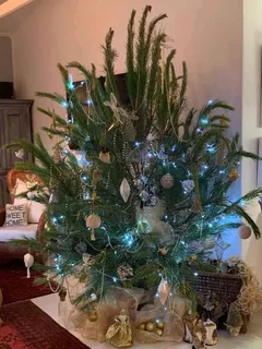 Real Christmas Trees for Sale and Delivered