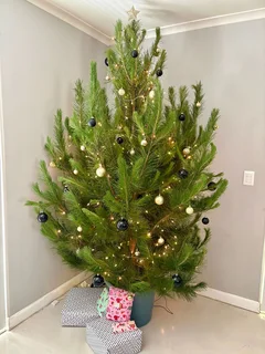 Real Christmas Trees for Sale!