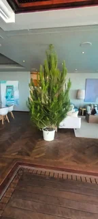 Real Christmas Trees for Sale and Delivered