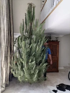 Real Christmas Trees for Sale and Delivered