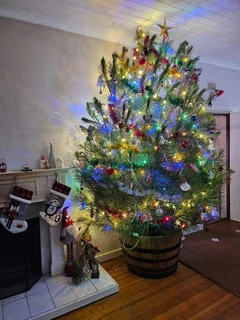 Real Christmas Trees for Sale and Delivered