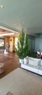 Real Christmas Trees for Sale and Delivered