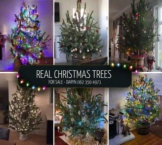 Real Christmas Trees for Sale!