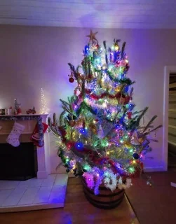 Real Christmas Trees for Sale!