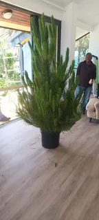 Real Christmas Trees for Sale and Delivered