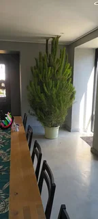 Real Christmas Trees for Sale and Delivered