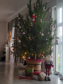 Real Christmas Trees for Sale and Delivered