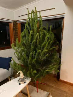 Real Christmas Trees for Sale and Delivered