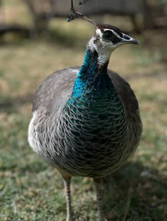 Peaco - Ad posted by Xenia Romanenko