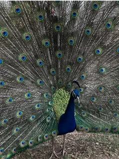 Peaco - Ad posted by Xenia Romanenko