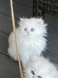 Persian kitten Available