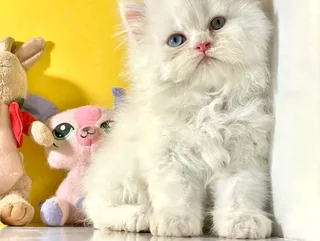 Bi-Color Persian Kittens