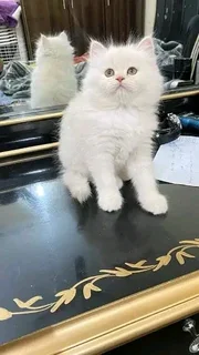 Baby Doll Face Persian kitten