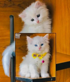 White Female Persian Kitten