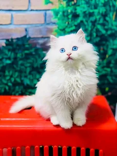 White Female Persian Kitten