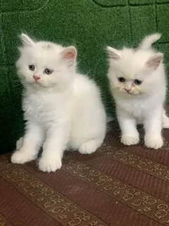 Babydoll Face Persian Kitten