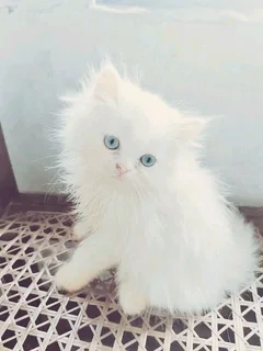 Female Blue Eyed Persian Kitten