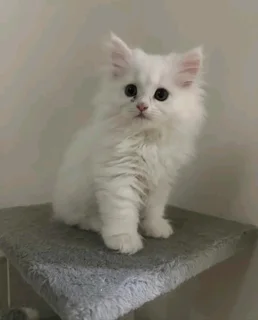 Persian Kitten